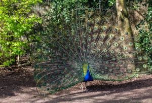 Paon qui fait la roue